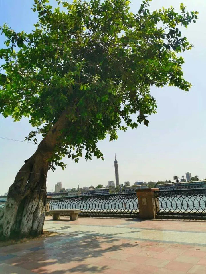 نهر النيل من كورنيش القاهرة، ويظهر برج القاهرة على الضفة المقابلة خلف شجرة كبيرة على حافة النهر