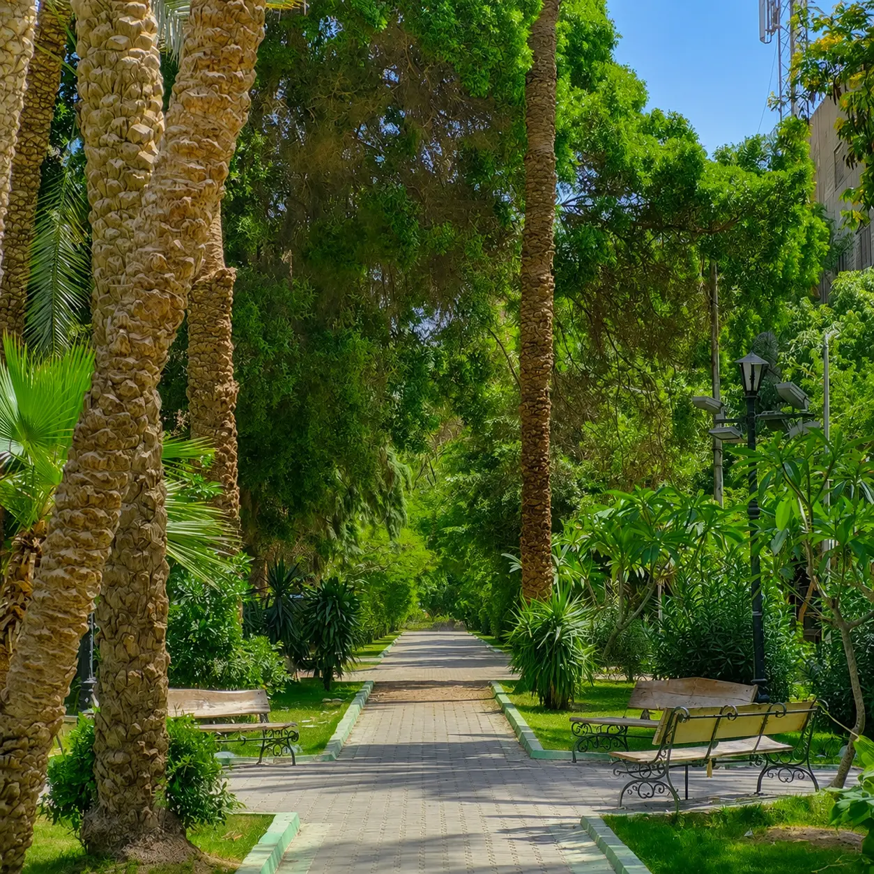 Real estate in Degla, Egypt