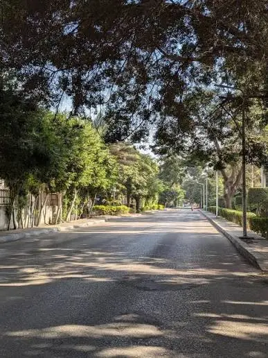 شارع سكني خالٍ في المعادي القديمة تظلله الأشجار الكثيفة من أوله لآخره، وتحيط به أسوار الحدائق والسياج الأخضر على الرصيفين