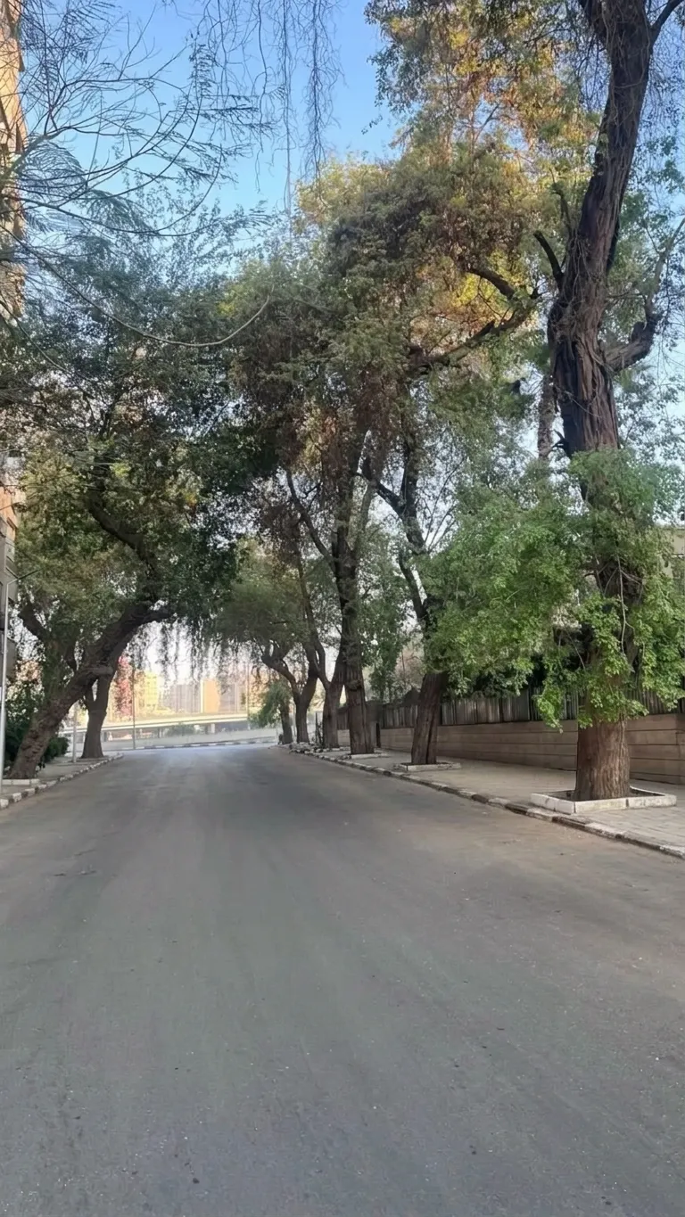 شارع سكني هادئ في الزمالك تظلله أشجار كبيرة تمتد فروعها فوق الطريق