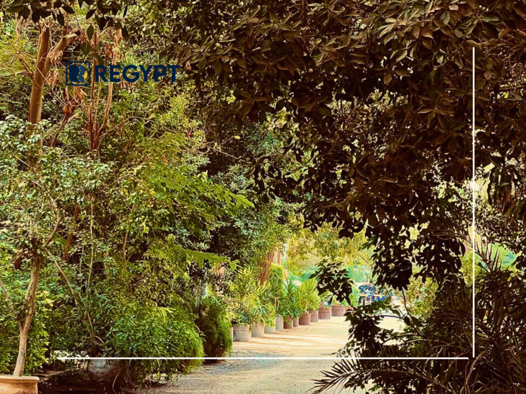 Best Neighborhoods in Maadi, Cairo Egypt for Expats